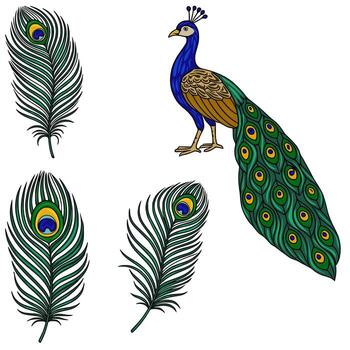 vibrante ilustración de un pavo real con detallado plumas, exhibiendo sus iridiscente plumaje y Tres separar pluma elementos para diseño flexibilidad. vector