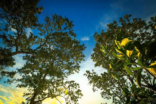 Stunning low-angle view of tall trees and blue evening sky. Soft clouds and glowing light through green leaves highlight nature beauty and peaceful outdoor exploration. photo