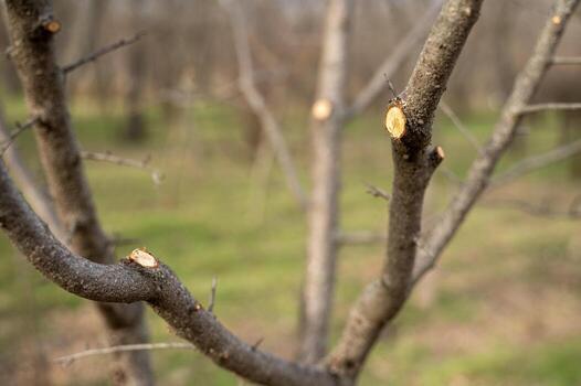 close-up of cuts on branches, Spring pruning of trees. tree branches in the garden, neatly trimmed tree branches. cut on branches photo