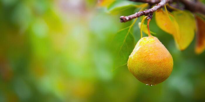 A beautiful, ripe pear hangs from a tree branch, showcasing nature's bounty and freshness. photo