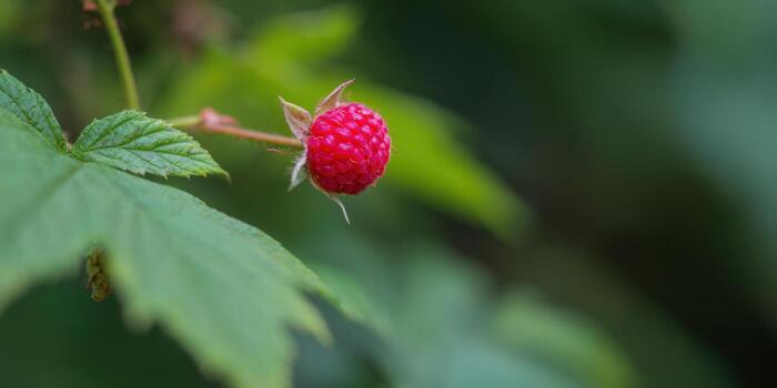 A single, juicy raspberry hangs ripe on the branch, surrounded by green foliage. photo