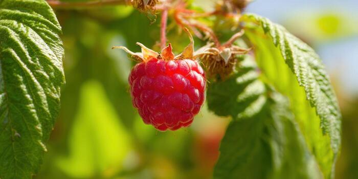 A single, juicy red raspberry hangs from a lush green bush in the summer sun. photo