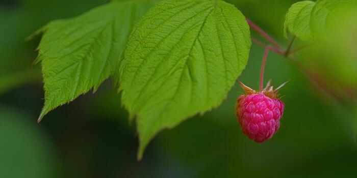 Raspberry with green leaves background photo