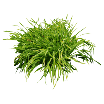 exuberante verde Relva moita isolado em transparente fundo, vibrante e fresco png