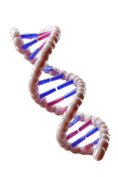 abstrait représentation de ADN double hélix structure avec coloré base paires dans 3d rendre png