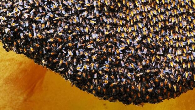 Close-Up of a Dense Swarm of Bees on a Honeycomb in a Beehive Capturing the Intricate Patterns of Nature photo