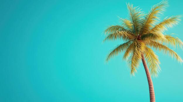 palm tree on blue background photo