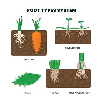 Different types of root system in soil from side view in biological diagram, Tap, fibrous, prop or adventitious underground systems, education poster for plant anatomy description. vector