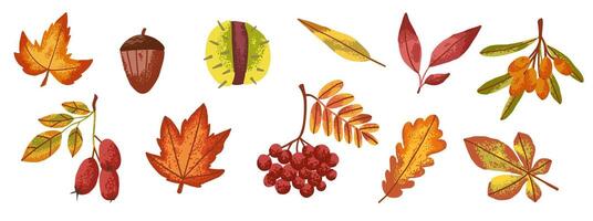 Colorful autumn leaves and acorns illustration vector