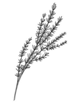 illustration of a Thyme branch with tiny leaves. Hand drawn botanical linear sketch for herbal, culinary, garden, and aromatherapy projects. Outline drawing of kitchen herb for menu design. vector