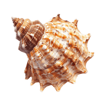 avvicinamento di un' conchiglia con intricato spirale e a forma di stella modelli png