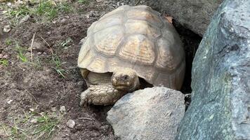 Large tortoise resting near rocks in a natural habitat, surrounded by grass and soil, showcasing its unique shell patterns and tranquil environment video