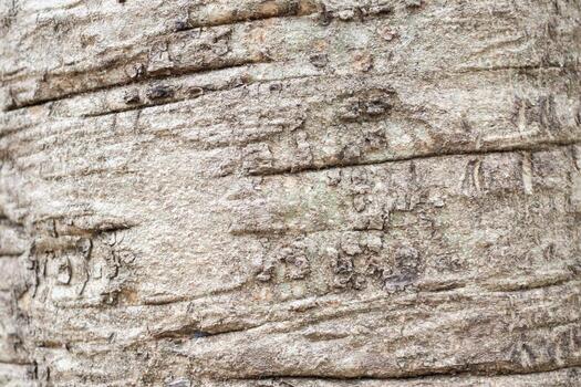 un cerca arriba de un árbol maletero con un pájaro en eso foto