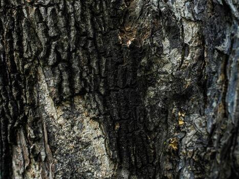 Close up Texture of Rough Tree Bark with Deep Cracks and Natural Pattern backlground overlay photo