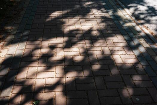 Shadows of leaves create an interesting pattern on a brick pathway. photo