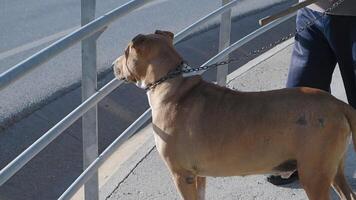 hund åtnjuter de se medan på en koppel under en promenad video