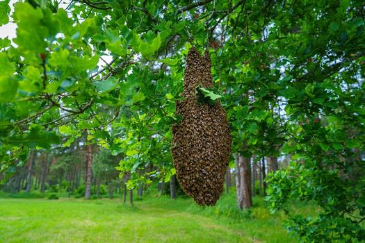 A swarm of honey bees gathers on a tree branch, showcasing their natural colony formation. This image highlights the intriguing behavior of bees during the swarming process. photo