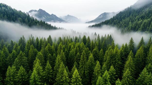 Lush green forest with foggy mountains in background creates serene atmosphere photo