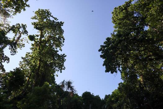 Tall trees with dense green leaves form a canopy under a bright blue sky photo