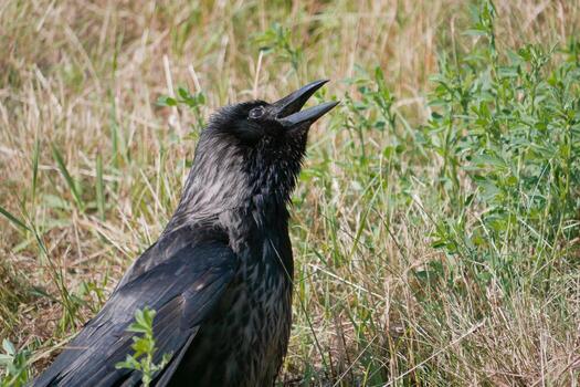 A black Raven Sitting in the Grass with Open Beak. photo