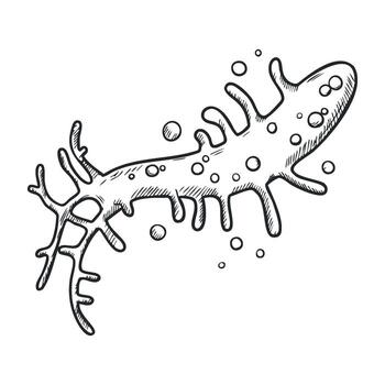 Black and white sketch of axolotl amphibian with unique features vector
