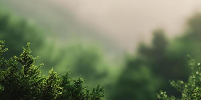 panoramic blurry forest background with sunlight bokeh and soft glowing light through trees, photo