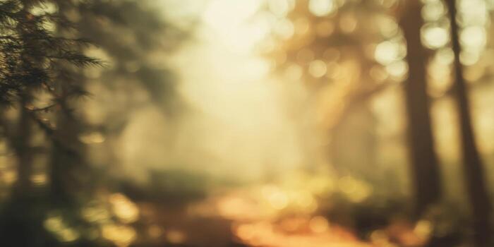 soft focus forest with golden sunlight and tree silhouettes., photo
