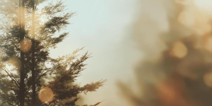 soft focus forest with golden sunlight and tree silhouettes photo