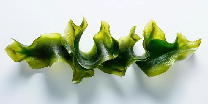 abstract seaweed in wavy form on white background photo
