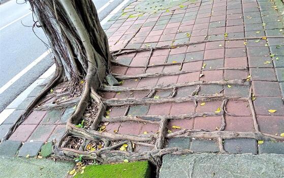Tree roots creep across the sidewalk tiles forming a unique and symmetrical natural pattern, creating a contrast between nature and man-made photo