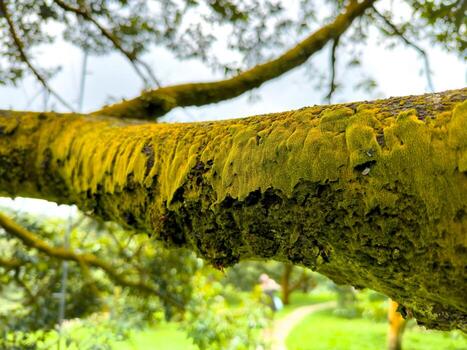 A detailed macro shot focuses on a vibrant, yellow-green moss covering a thick tree branch, highlighting the unique, sponge-like texture of the moss. The background is softly blurred, showing a path photo