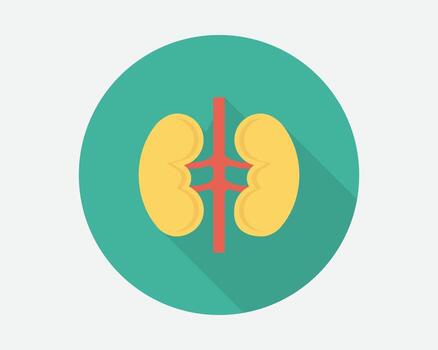 Understanding the Human Kidney and Its Vital Functions for Health vector