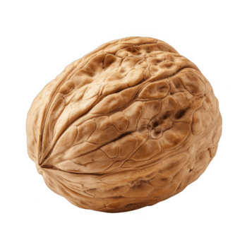 Single Walnut in Intricate Shell with Neutral Tone on Transparent Backdrop png