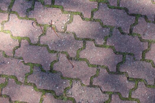 Paving slabs with grass between the seams close-up. Background Tiles photo