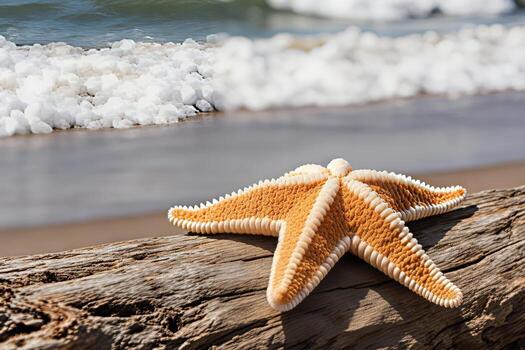 Starfish on a log by the beach photo
