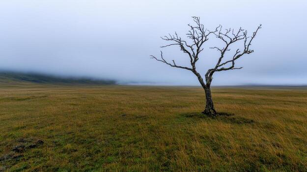 A solitary tree with bare branches rises from a vast field during a misty morning. The atmosphere is serene, with low clouds obscuring distant hills, creating an ethereal feel photo