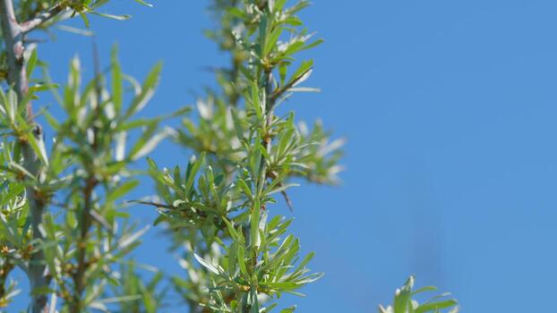 The Vibrant Green Twigs Are Standing Out Beautifully Against a Clear Blue Sky Above Them photo