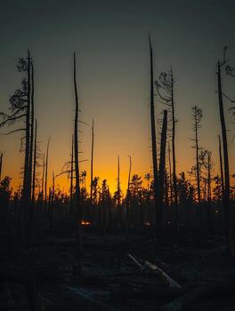 Scorched Forest at Sunset with Faint Embers Burning photo