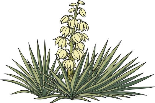 Stunning yucca image with spiky leaf structure Natural yucca illustration showing plant details vector