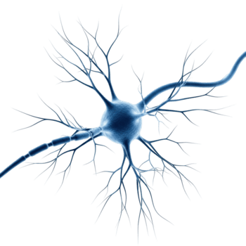 visivo rappresentazione di un' umano nervo cellula, evidenziazione suo complesso dendriti, cellula corpo, e assone. Perfetto per educativo materiale su il cervello e nervoso sistema. png