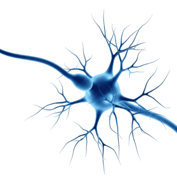 un' Impressionante tre dimensionale rappresentazione di un' neurone, essenziale per comprensione neuroscienza e biologico processi. png
