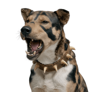 feroce suono cane con spuntone collare visualizzazione aggressivo posizione e unico cappotto modello nel studio ambientazione png