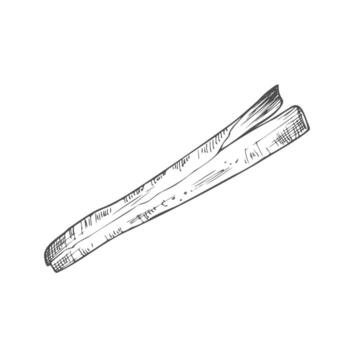 Cinnamon sticks. Ink sketch set. In vector