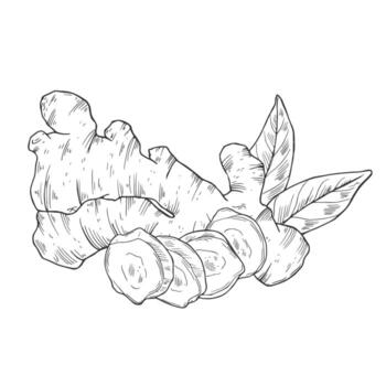 collection of hand-drawn ginger. Sketches from the root, flower and leaves of ginger. Cut pieces. The style of engraving. Isolated objects on a transparent background. Monochrome drawing vector