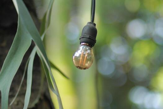 a light bulb hanging from a tree branch photo