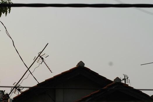 a bird flying over a house with wires and a tree photo
