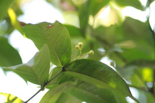 a close up of a leaf with a flower on it photo