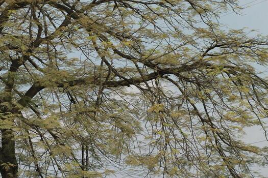 a large tree with many leaves and branches photo