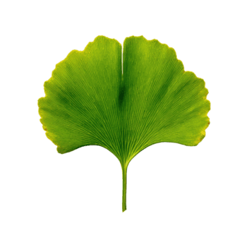 perfettamente centrato ginkgo foglia visualizzazione luminosa chartreuse colore e distinto fan geometria, isolato png