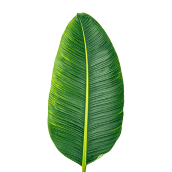 macro Banana foglia evidenziazione lussureggiante Smeraldo superficie con bene parallelo Linee per disegno, isolato png